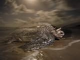 A leatherback turtle nesting on Matura Beach Photographic Poster Print by Brian J. Skerry, 16x12