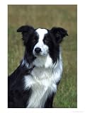 Border Collie, Portrait of Nine Month-Old Dog Animals Photographic Poster Print by Mark Hamblin, 24x32