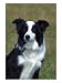 Border Collie, Portrait of Nine Month-Old Dog Animals Photographic Poster Print by Mark Hamblin, 12x16