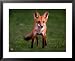A Fox Walks into a Yard Behind a Suburban Home in West Des Moines, Iowa, September 21...