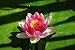 Lotus Flower - 60