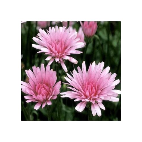 Pink Hawksbeard Annual Flower Seeds pink hawksbeard annual flower seeds