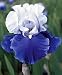 Kitchen & Housewares : Secret Service Bearded German Iris 1 Rhizome