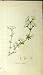 1800 Sowerby Botanical Print Galium Saxatile Plant