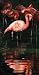 Pink Flamingo Reflection Terry Velour Beach/Bath Towel