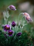 Backsippa Is a Spectacular Wildflower Found in Skane Throughout Spring, Skane, Sweden Photographic Poster Print by Anders Blomqvist, 30x40