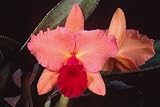 Slc Final Touch 'Newberry' AM/AOS x Slc Circle of Life /Mesmerize'