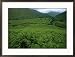 View from a Fern-Covered Hillside of a Valley North of Scafell Pike Framed Photographic Poster Print by Joel Sartore, 29x22