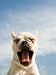 Bulldog Panting Animals Photographic Poster Print by Aflo, 12x16