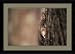 Gray Wolf Framed Print by Jim Brandenburg Framed