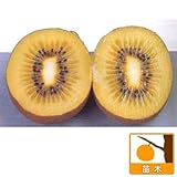 キウイ受粉セット：ジャンボイエローとマック [黄肉系キウイ　メス木・オス木の2本セット][苗木]