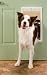 PetSafe Plastic Pet Door - Large