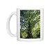 Photo Mugs of CLA-473 Dawn Redwood Tree from Ardea Wildlife Pets