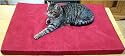 ExtraComfort Orthopaedic Restore&reg; Memory Foam Cat Bed In Faux Suede Burgundy 50x40x5cm (20x16x2 inches)