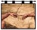 Creation of Adam by Michelangelo Buonarroti, 34x26 Image