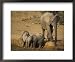 Baby Elephants, Loxodonta Africana, Playing at Wallow in Addo Elephant National Park,...