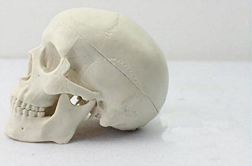 Mini Children Human anatomy Model Anatomy Skull Head Muscle Bone Medical Artist Drawing skeleton