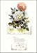 Shakespeare's Flowers-Roses by Paul Jerrard Fine Art Print Poster - Over 12 Framing Options