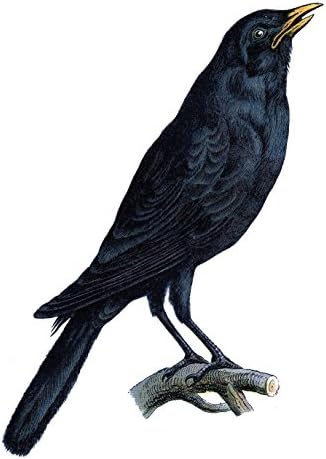 Victorian Black Crow Set of 4 Temporary Tattoos (Lasts 3 to 4 days)