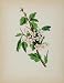 1902 Botanical Print May Hawthorn Whitethorn Flower - Original Print