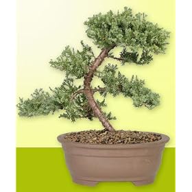 Green Mound Juniper - Medium
