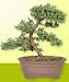Green Mound Juniper - Medium