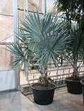 Eigenschaften Terrapalme  / Bismarckia nobilis - Bismarck Palme Topfbreite 80 cm / Pflanzenhöhe 300 cm mit Topf