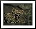 Yawning Four-Month-Old Leopard Cub with its Sleeping Sibling Framed Art Poster Print by Kim Wolhuter, 39x31