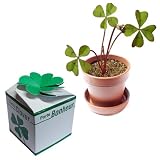 Thumbs Up (UK) Ltd- Four Leaf Clover Plant Pot and Bulbs-FOURLEAFCLOVER