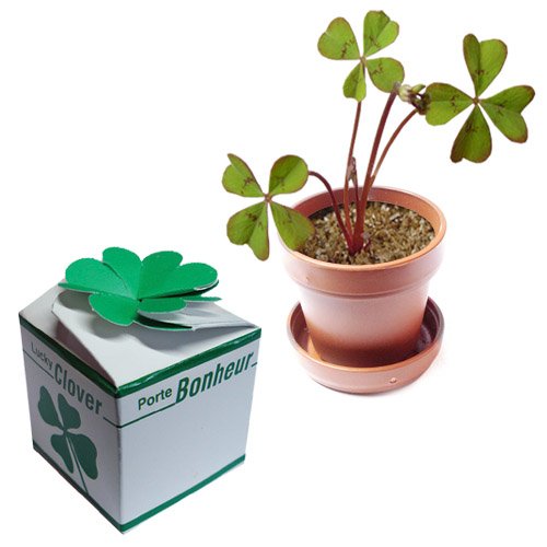 Childrens Toyshop  Toys : Thumbs Up (UK) Ltd- Four Leaf Clover Plant Pot and Bulbs-FOURLEAFCLOVER