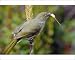 Photographic Prints of Sombre Greenbul / Sombre Bulbul - Eating flower from Aloe arborescens from Ardea Wildlife Pets