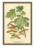 Field Maple, Foliage, and Fruit Giclee Poster Print by W.h.j. Boot, 24x32 41OvwRBYOGL. SL160 Field Maple, Foliage, and Fruit Giclee Poster Print by W.h.j. Boot, 24x32