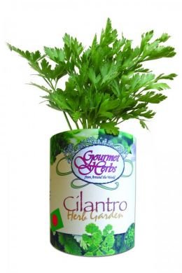 Gifts That Bloom ~ Gourmet Herb Cilantro Garden