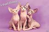 Pretty Kitty (Sphynx, I Feel Pretty) Art Poster Print - 24