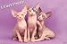   - Pretty Kitty (Sphynx, I Feel Pretty) Gold Wood-Mounted Art Poster Print - 24
