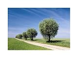 Trees along Road, Sweden by Unknown. Size 15.97 inches width by 10.91 inches height. High Quality Art Poster Print