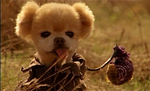 Mr.ウィンクル 世界一かわいい犬の大冒険 [DVD]