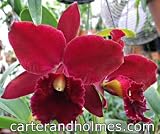 Blc Lake Murray 'Mendenhall' AM/AOS x Blc Eagle Island 'Sangria' AM/AOS(Photo)(Bare root plant)