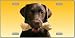Chocolate Labrador Retriever License Plate