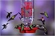 Best 1 32 oz. Glass Hummingbird Feeder