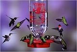 Best 1 32 oz. Glass Hummingbird Feeder