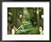 Colibri Humming Bird, Martinique, Lesser Antilles, West Indies, Caribbean, Central America Collections Framed Art Poster Print by Yadid Levy, 22x18