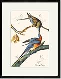 Black Framed/Matted Print 17x23, Passenger Pigeon