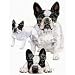 French Bulldog Desk Set