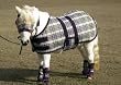 Miniature horse Protective Fly Sheet