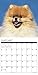 2016 Just Pomeranians Wall Calendar