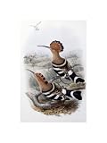 : Indian Hoopoe by John Gould. Art Print Poster FRAME IT.. 10.5 inches width by 14 inches height. Highest Quality Art Poster Print</title