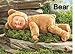 Anne Geddes Furry Friends Bear (9" X 7-1/2")