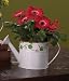 A Sprinkling of Springtime - Gerbera Daisy