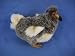 DODO BIRD 9" H